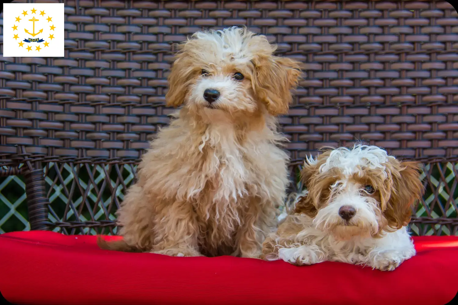 Havapoo puppies and breeders Rhode Island Find Havapoos breeders in Rhode Island here.