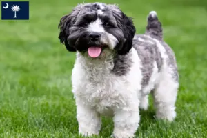 Read more about the article Havapoo breeders and puppies in South Carolina
