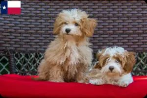 Read more about the article Havapoo breeders and puppies in Texas