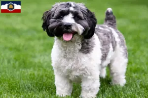 Read more about the article Havapoo breeders and puppies in Utah