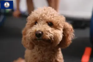 Read more about the article Havapoo breeders and puppies in Virginia