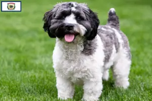 Read more about the article Havapoo breeders and puppies in West Virginia