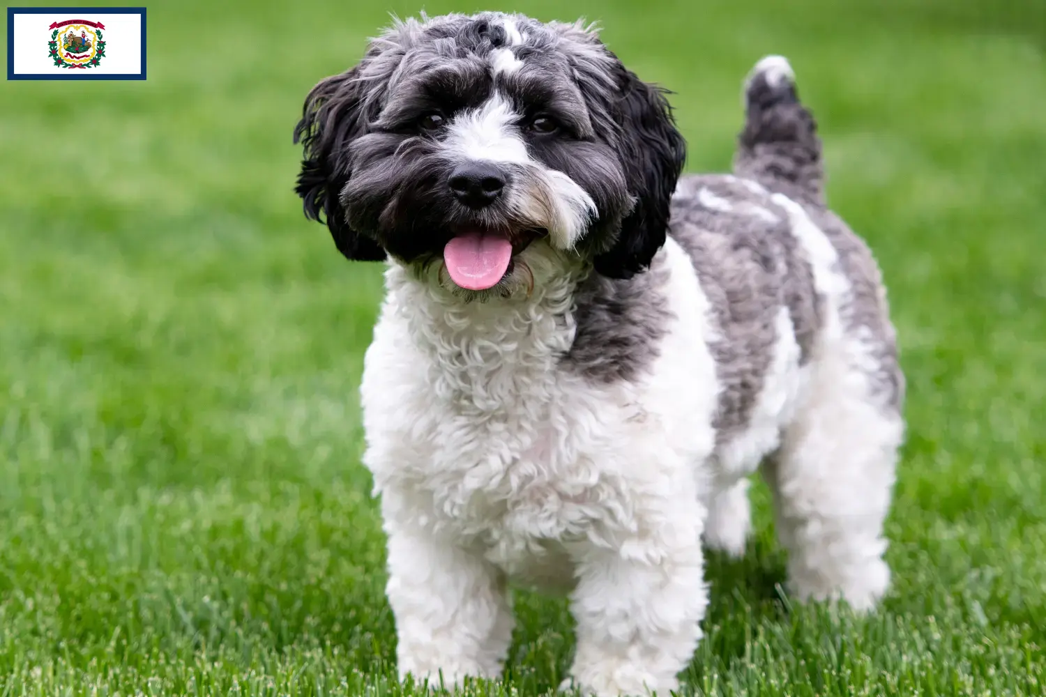 Havapoo puppies and breeders West Virginia Here you can find Havapoos breeders in West Virginia.