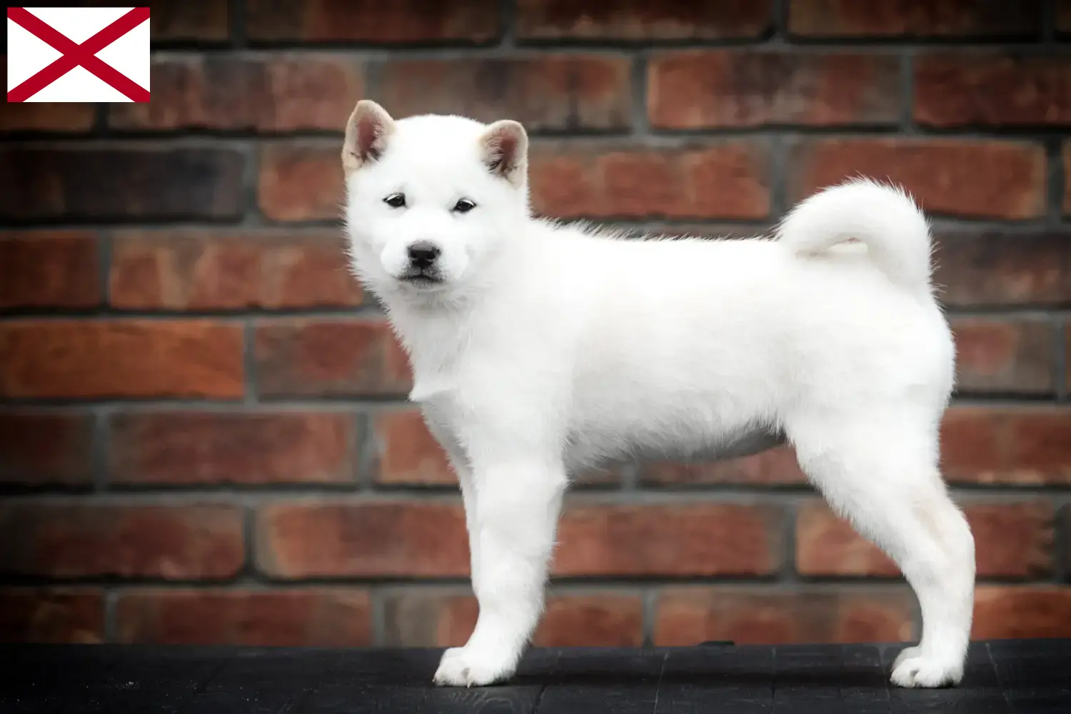 Hokkaido puppies and breeders Alabama Here you can find Hokkaido growers in Alabama.