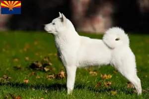 Read more about the article Hokkaido breeders and puppies in Arizona