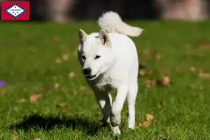 Read more about the article Hokkaido breeders and puppies in Arkansas