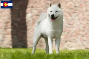 Read more about the article Hokkaido breeders and puppies in Colorado
