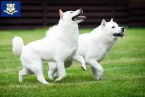 Read more about the article Hokkaido breeders and puppies in Connecticut