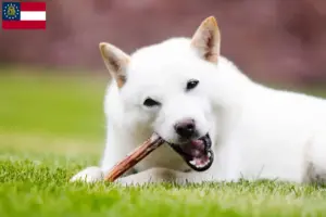 Read more about the article Hokkaido breeders and puppies in Georgia
