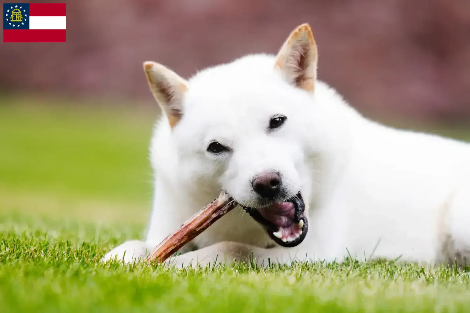 Read more about the article Hokkaido breeders and puppies in Georgia