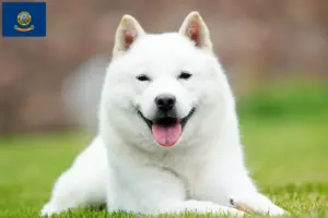Read more about the article Hokkaido breeders and puppies in Idaho