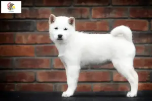 Read more about the article Hokkaido breeders and puppies in Illinois