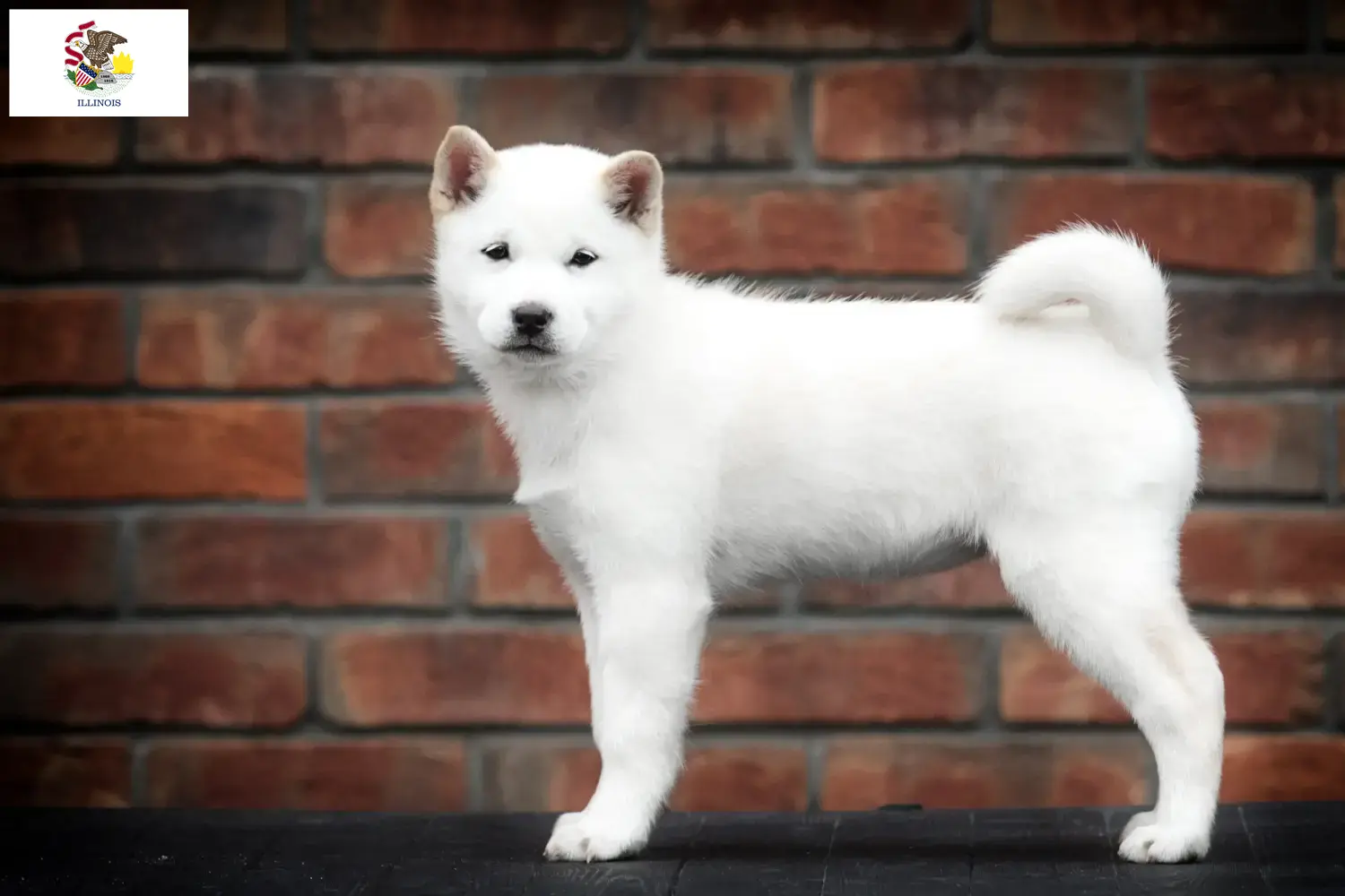 Hokkaido puppies and breeders Illinois Here you can find Hokkaido growers in Illinois.