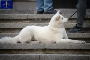 Read more about the article Hokkaido breeders and puppies in Indiana