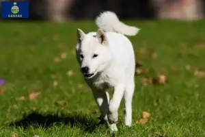 Read more about the article Hokkaido breeders and puppies in Kansas