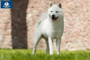 Read more about the article Hokkaido breeders and puppies in Louisiana