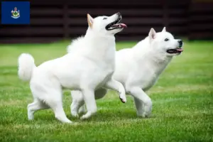 Read more about the article Hokkaido breeders and puppies in Maine