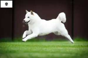 Read more about the article Hokkaido breeders and puppies in Massachusetts