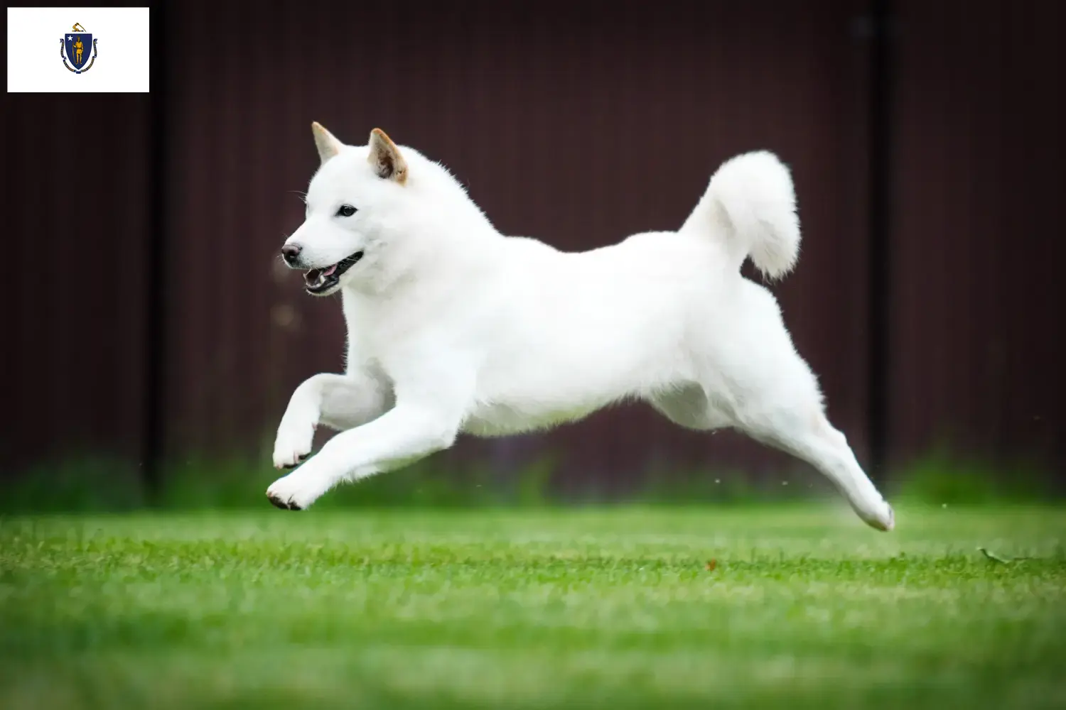 Hokkaido puppies and breeders Massachusetts Here you can find Hokkaido growers in Massachusetts.