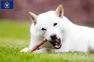 Read more about the article Hokkaido breeders and puppies in Michigan