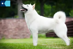 Read more about the article Hokkaido breeders and puppies in Minnesota