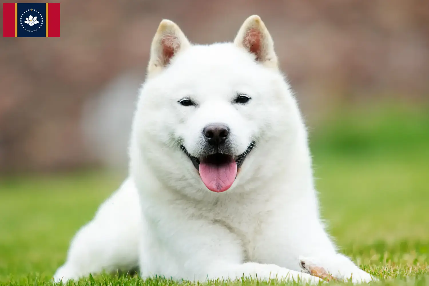 Hokkaido puppies and breeders Mississippi Here you can find Hokkaido growers in Mississippi.