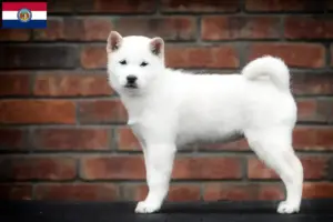 Read more about the article Hokkaido breeders and puppies in Missouri