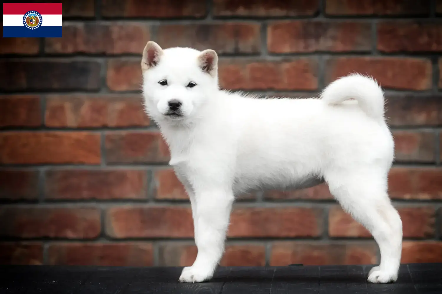 Hokkaido puppies and breeders Missouri Here you can find Hokkaido breeders in Missouri.