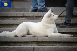 Read more about the article Hokkaido breeders and puppies in Montana
