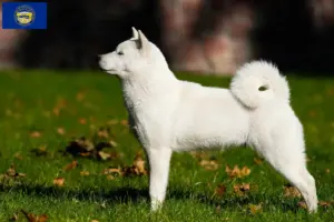 Read more about the article Hokkaido breeders and puppies in Nebraska