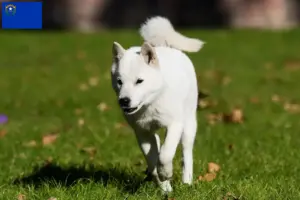 Read more about the article Hokkaido breeders and puppies in Nevada