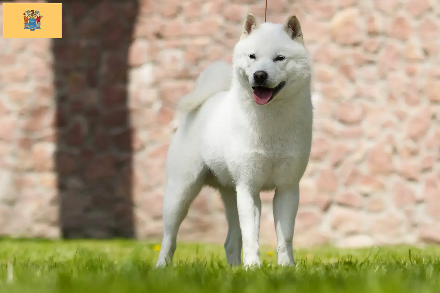 Hokkaido puppies and breeders New Jersey Here you can find Hokkaido growers in New Jersey.
