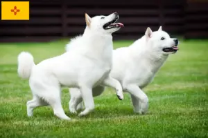 Read more about the article Hokkaido breeders and puppies in New Mexico
