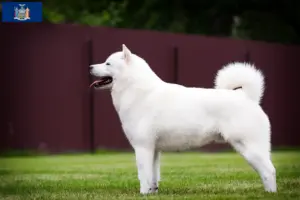 Read more about the article Hokkaido breeders and puppies in New York
