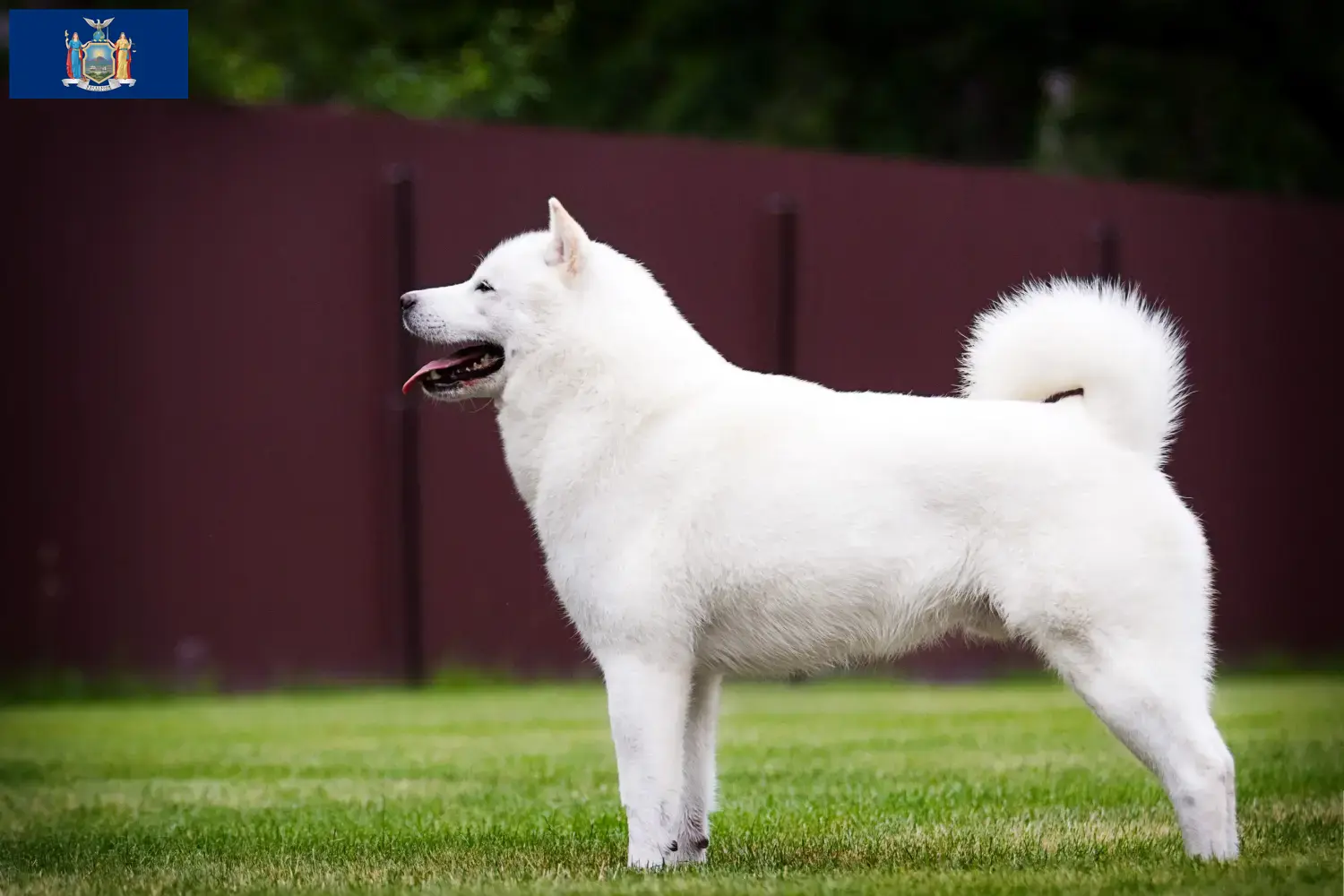 Hokkaido puppies and breeders New York Here you can find Hokkaido growers in New York.
