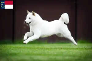 Read more about the article Hokkaido breeders and puppies in North Carolina