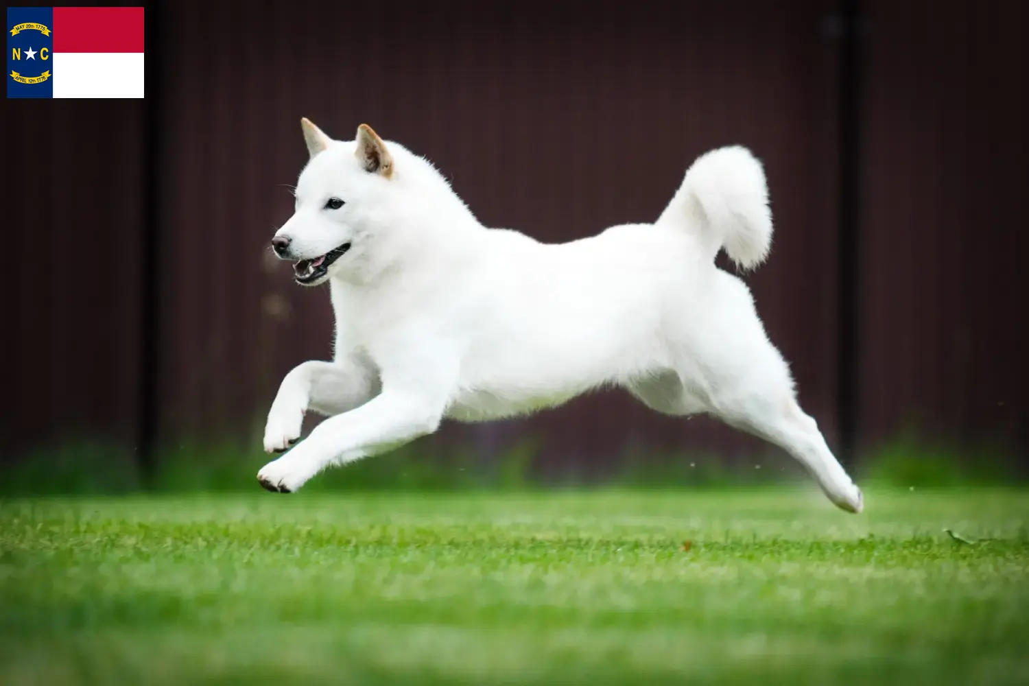 Hokkaido puppies and breeders North Carolina Here you can find Hokkaido growers in North Carolina.