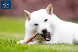 Read more about the article Hokkaido breeders and puppies in North Dakota