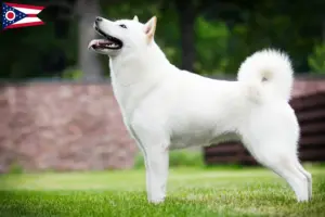 Read more about the article Hokkaido breeders and puppies in Ohio