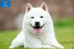 Read more about the article Hokkaido breeders and puppies in Oklahoma