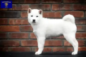 Read more about the article Hokkaido breeders and puppies in Oregon