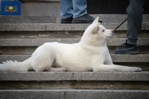Read more about the article Hokkaido breeders and puppies in Pennsylvania