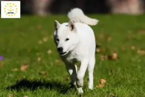 Read more about the article Hokkaido breeders and puppies in Rhode Island