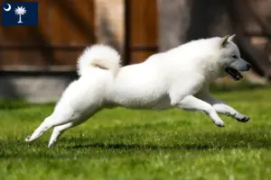 Read more about the article Hokkaido breeders and puppies in South Carolina
