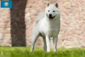 Read more about the article Hokkaido breeders and puppies in South Dakota