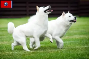 Read more about the article Hokkaido breeders and puppies in Tennessee
