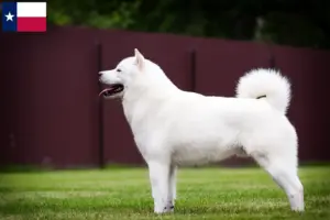 Read more about the article Hokkaido breeders and puppies in Texas