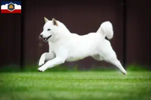 Read more about the article Hokkaido breeders and puppies in Utah