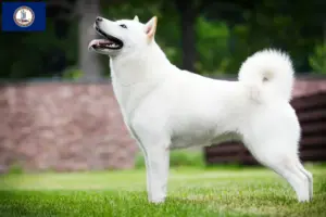 Read more about the article Hokkaido breeders and puppies in Virginia