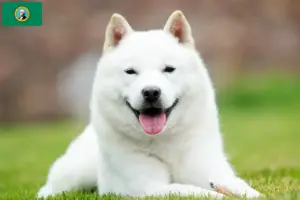 Read more about the article Hokkaido breeders and puppies in Washington